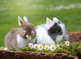 To kaniner sidder med blomster i munden 