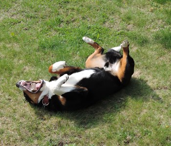 Hund ruller sig på græsplæne 