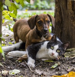 Hund står over en kat i skovbunden 
