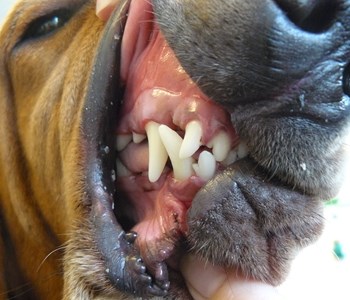Tandbehandlinger hos kæledyr | Dyreklinik
