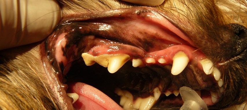 Steward En smule Fortælle Tandhygiejne hos kæledyr | Kjellerup Dyreklinik