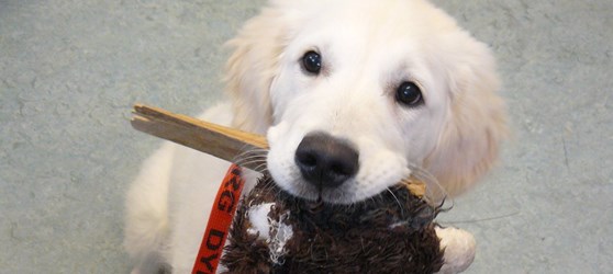 Hundehvalp sidder ned med legetøj i munden 